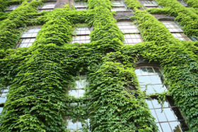 Green Guidelines